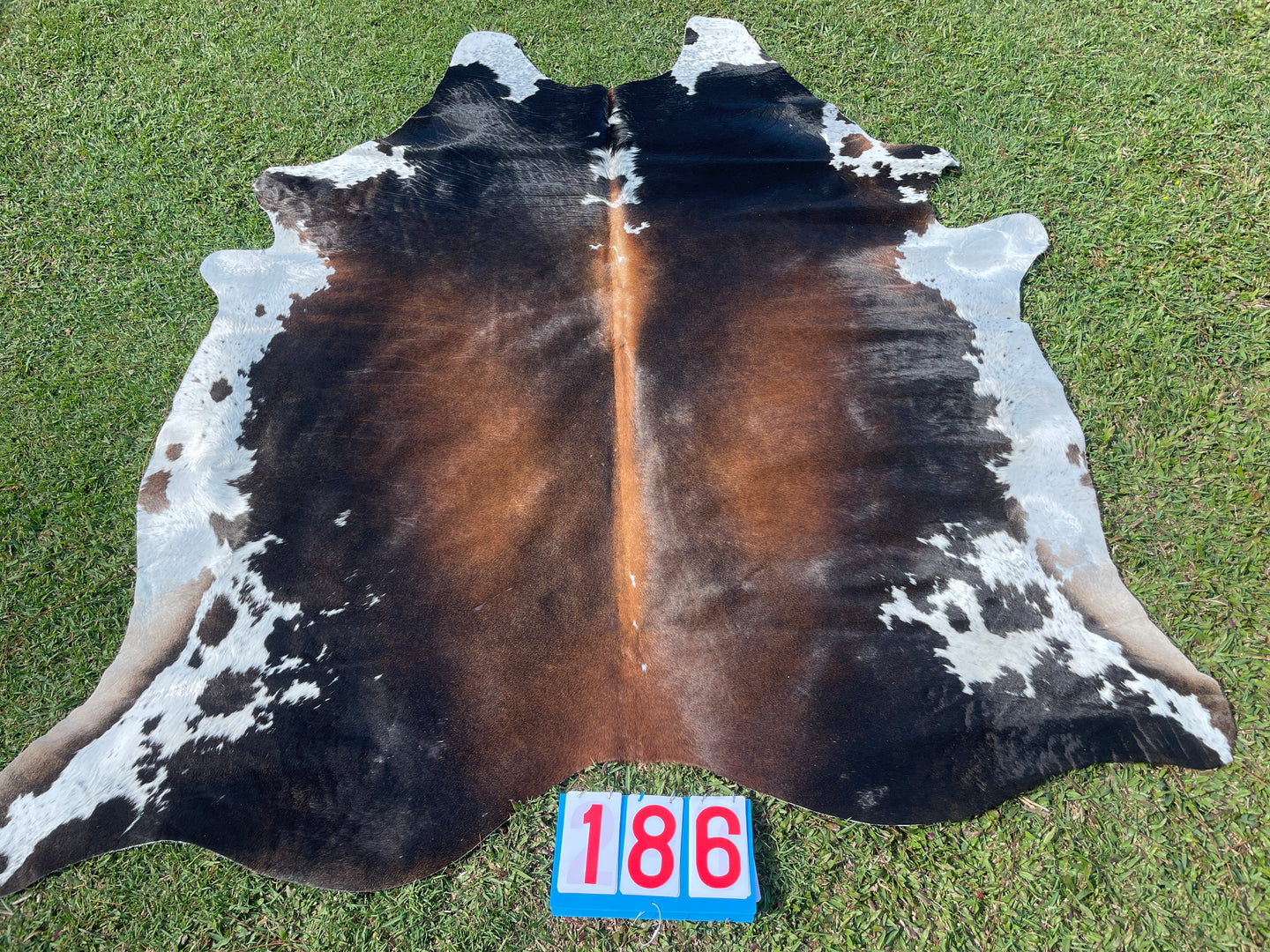 a186. Black White Red Cowhide