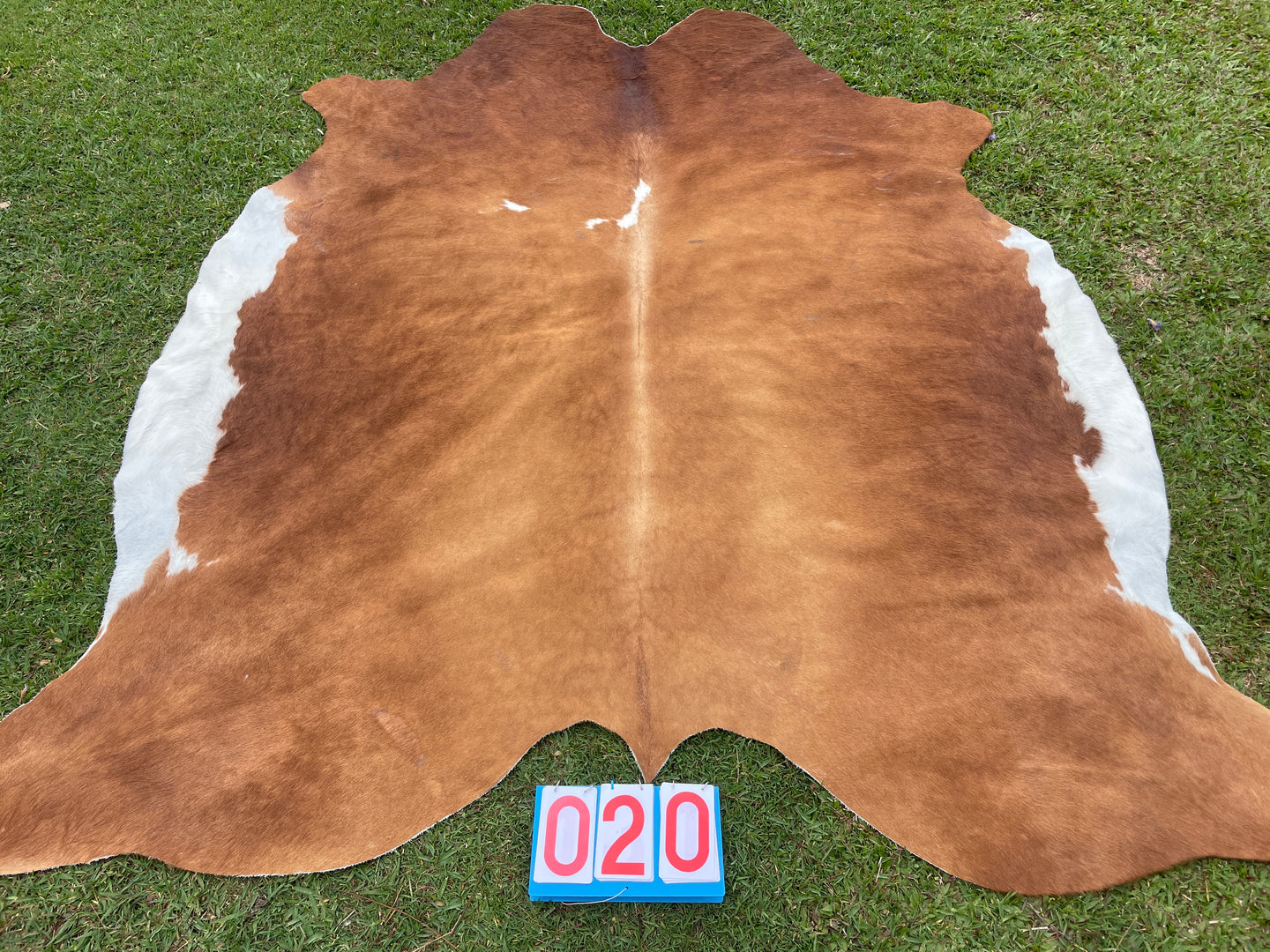 20. Huge Tan & White Cowhide