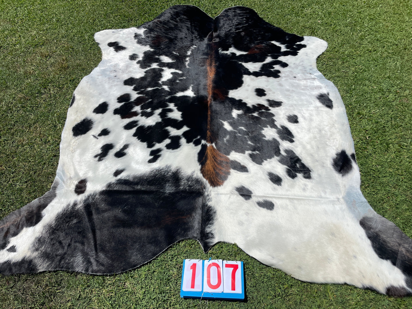 a107. Brindle Tri Colour Cowhide