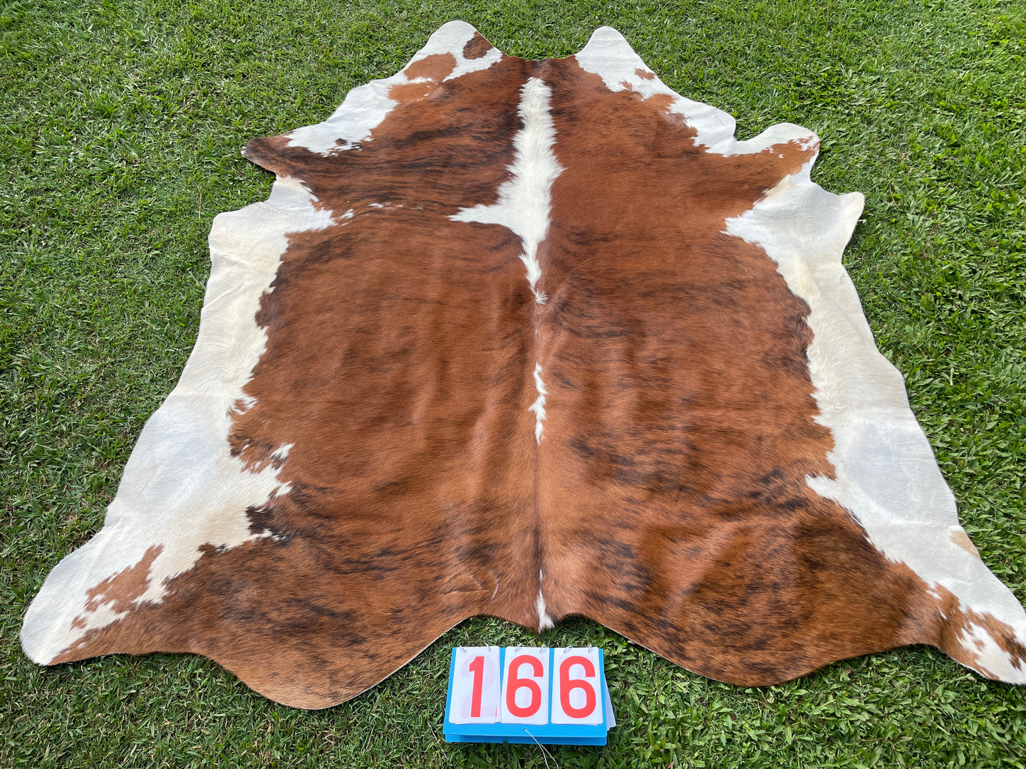 a166. Hereford Brindle Cowhide