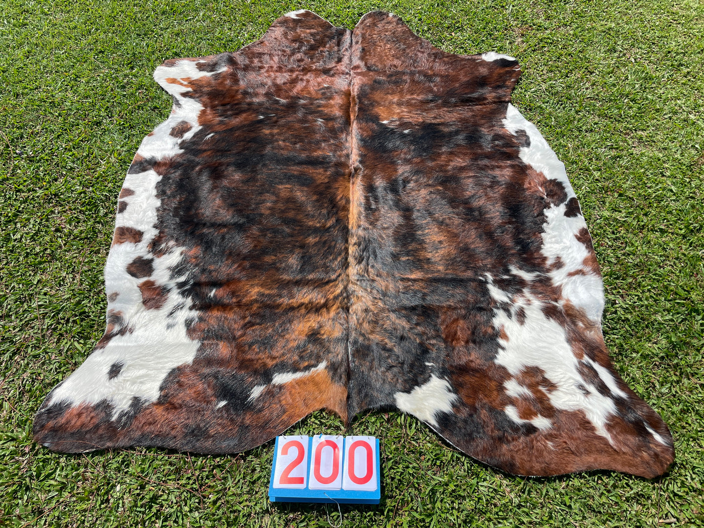 a200. Brindle Speckled Belly Cowhide