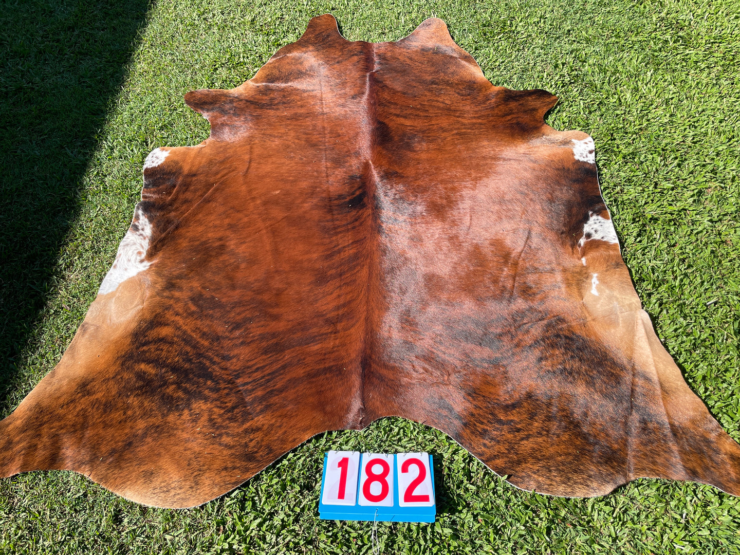 a182. Brindle White Belly Cowhide