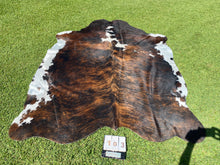 Load image into Gallery viewer, a103.brindle white belly Cowhide