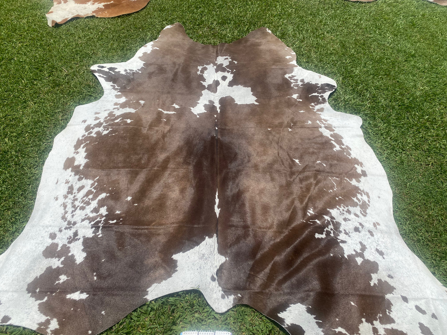 a152 Chocolate and White