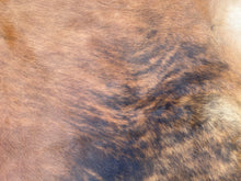 Load image into Gallery viewer, 30. Brindle  Cowhide