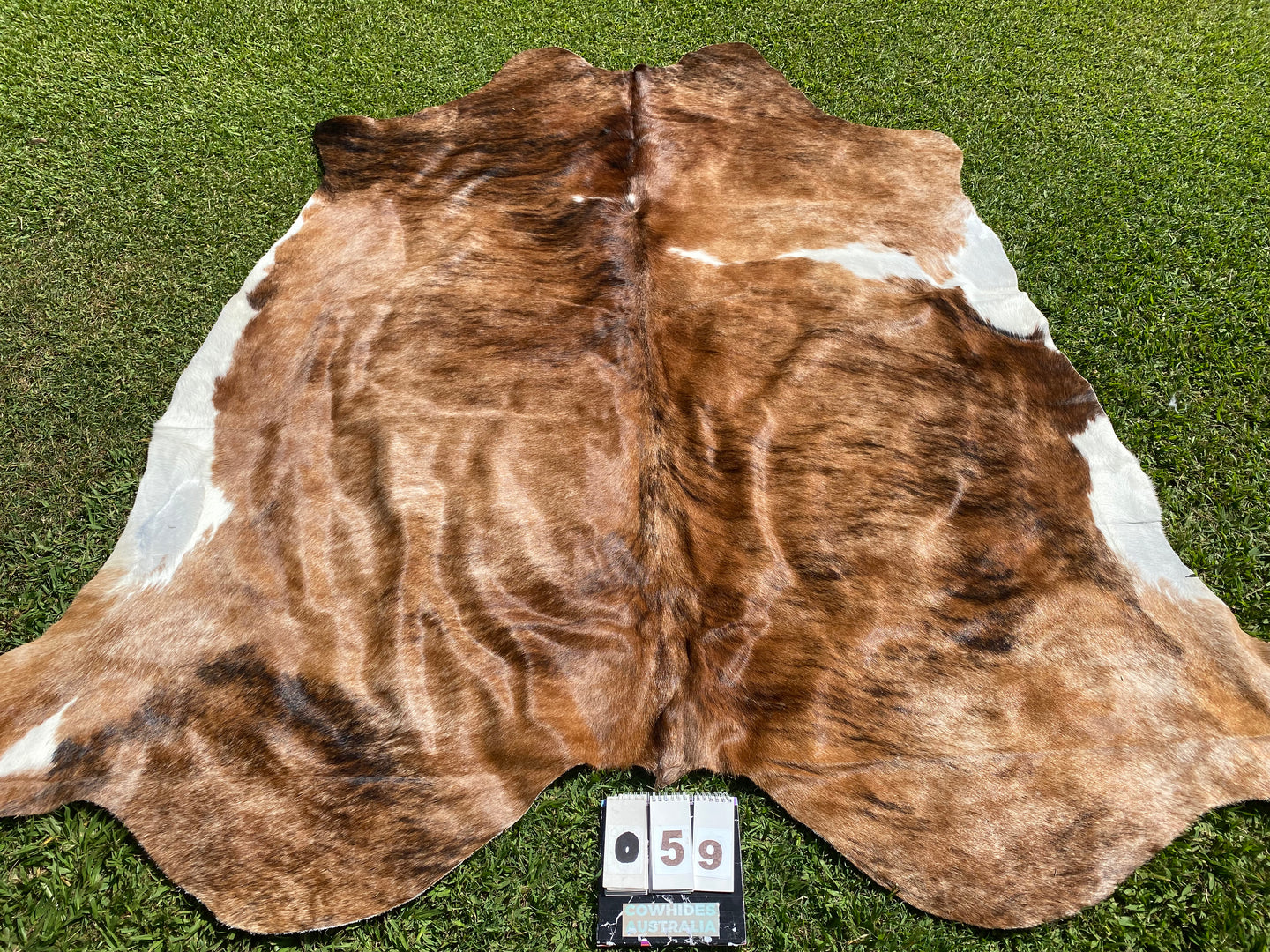 59.Brindle and White