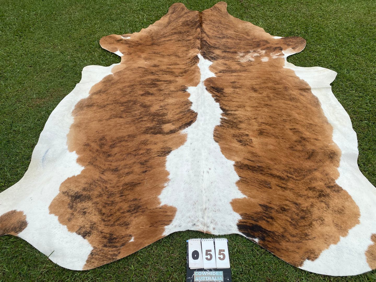 55.Brindle  and white Cowhide