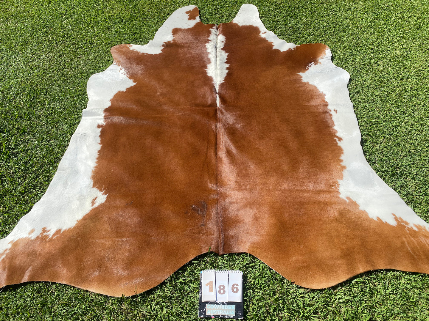a186. Hereford white belly Cowhide