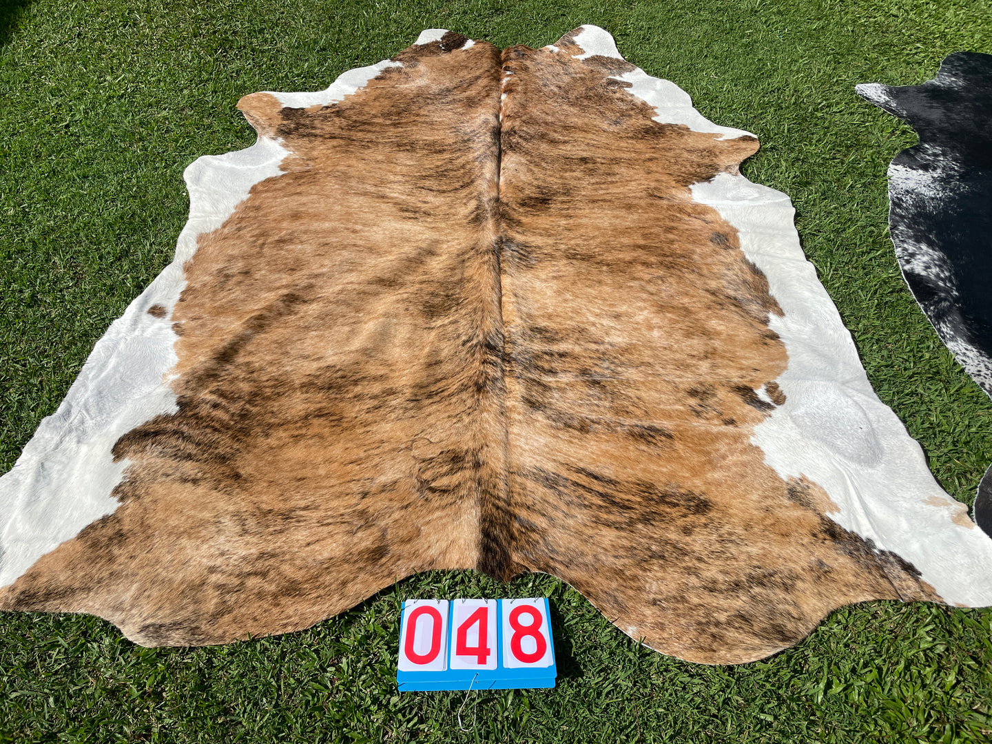48. Brindle white belly  cowhide