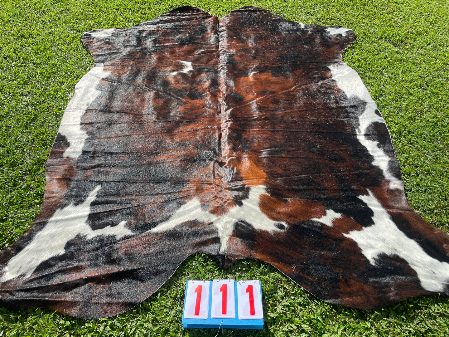 a111. Brown white Brindle white belly  Cowhide
