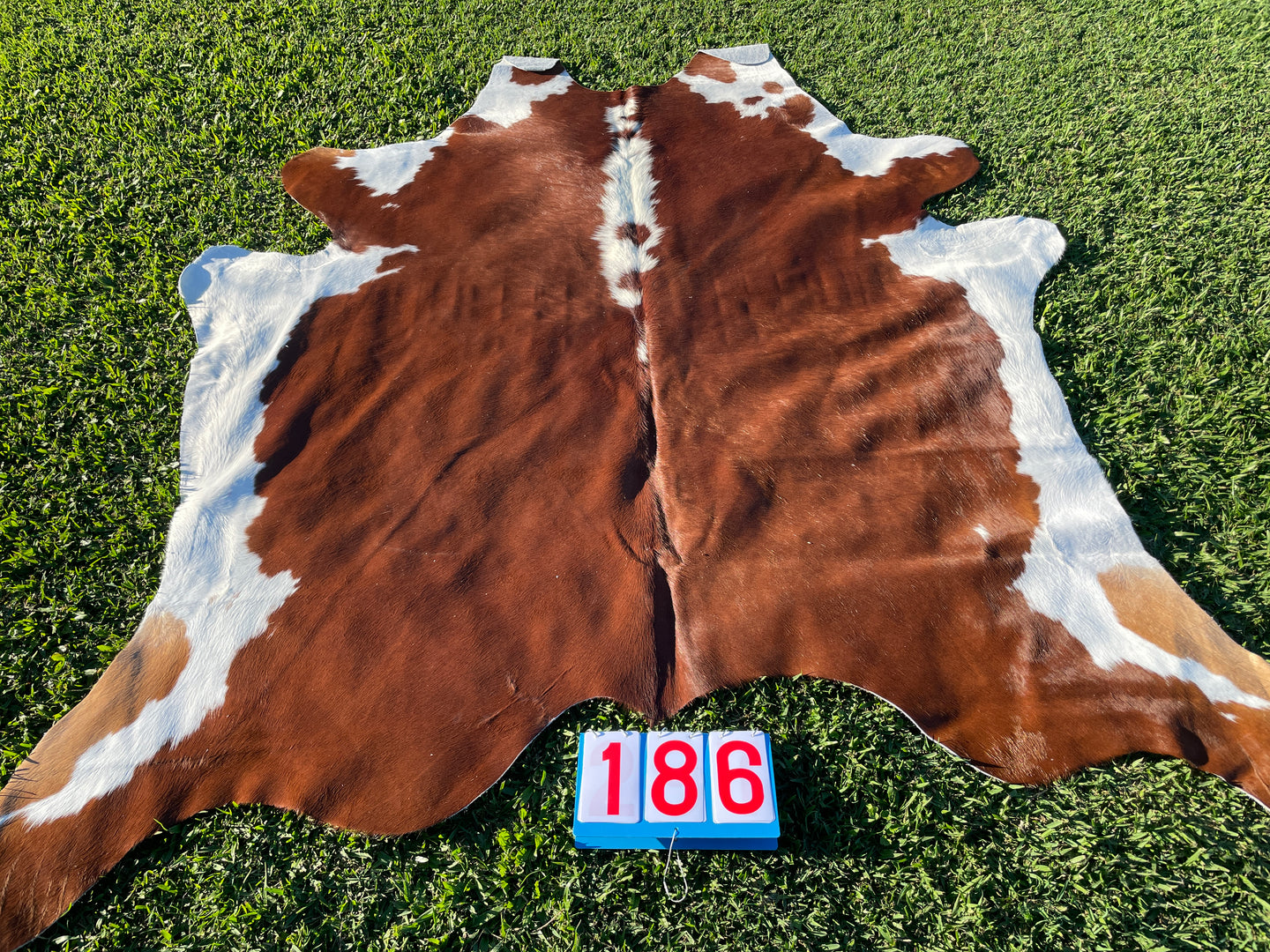 a186. Hereford White Belly Cowhide