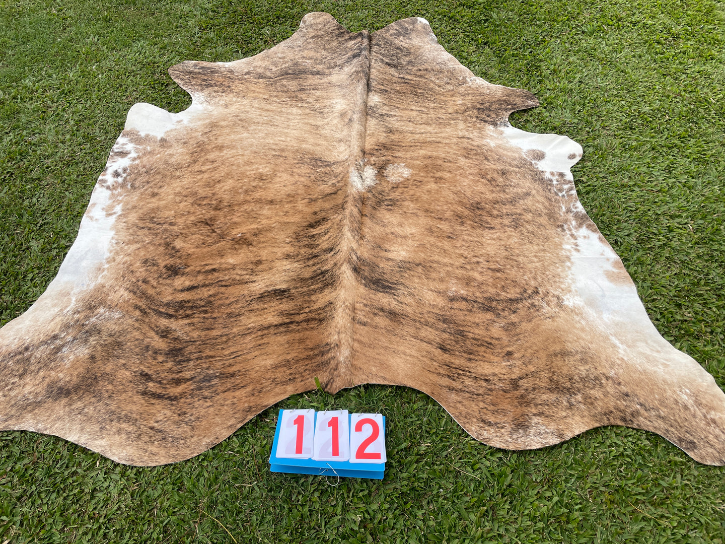 a112. Brindle and White Cowhide