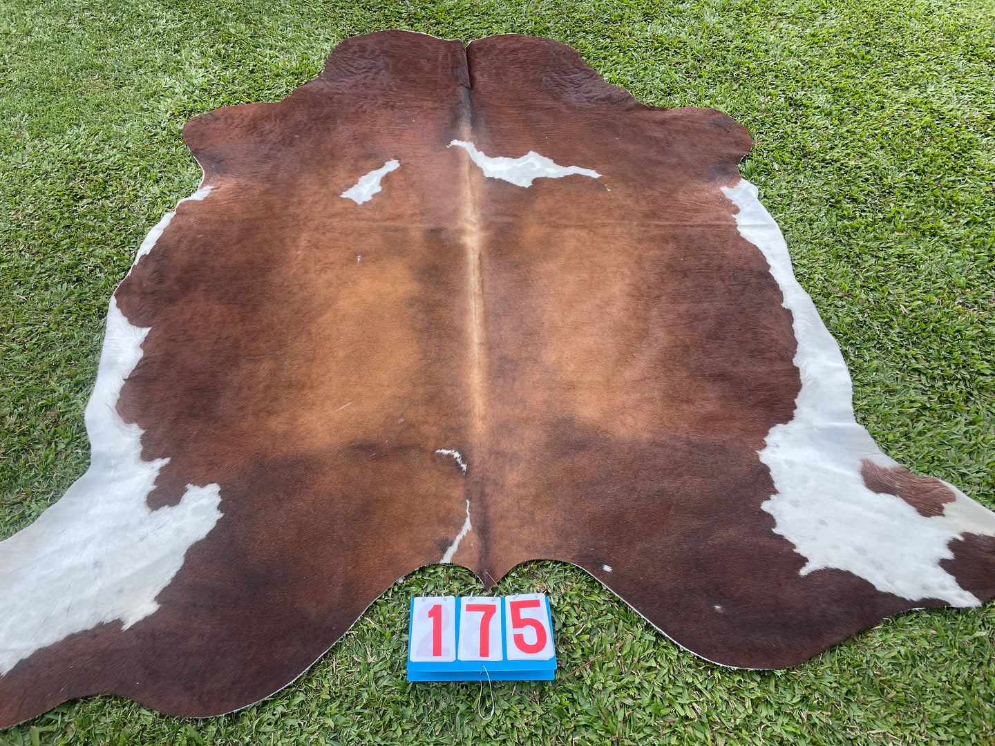 a175. Brown and White Cowhide