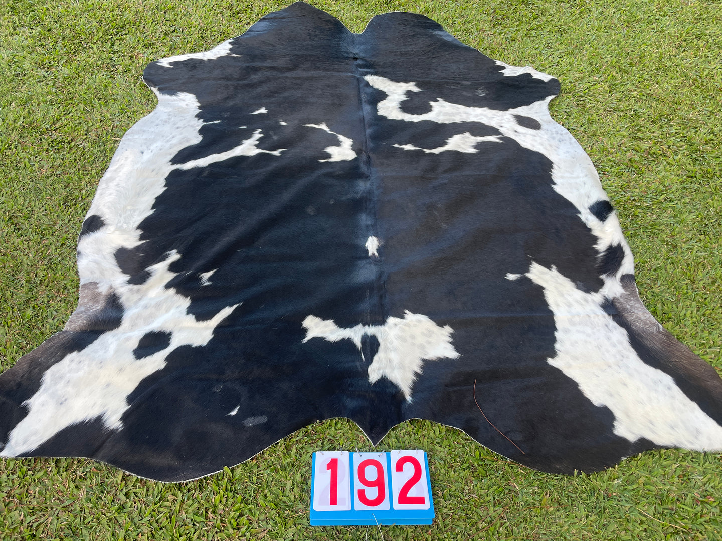 a192. Black and white Cowhide