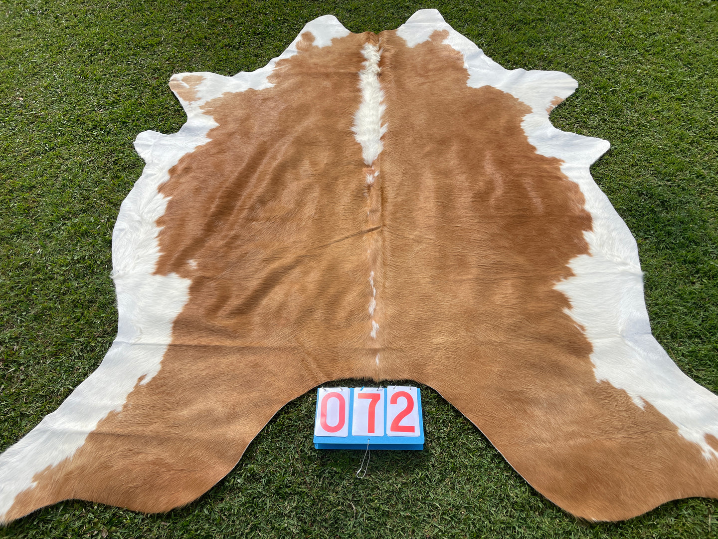 72. Caramel and White Cowhide