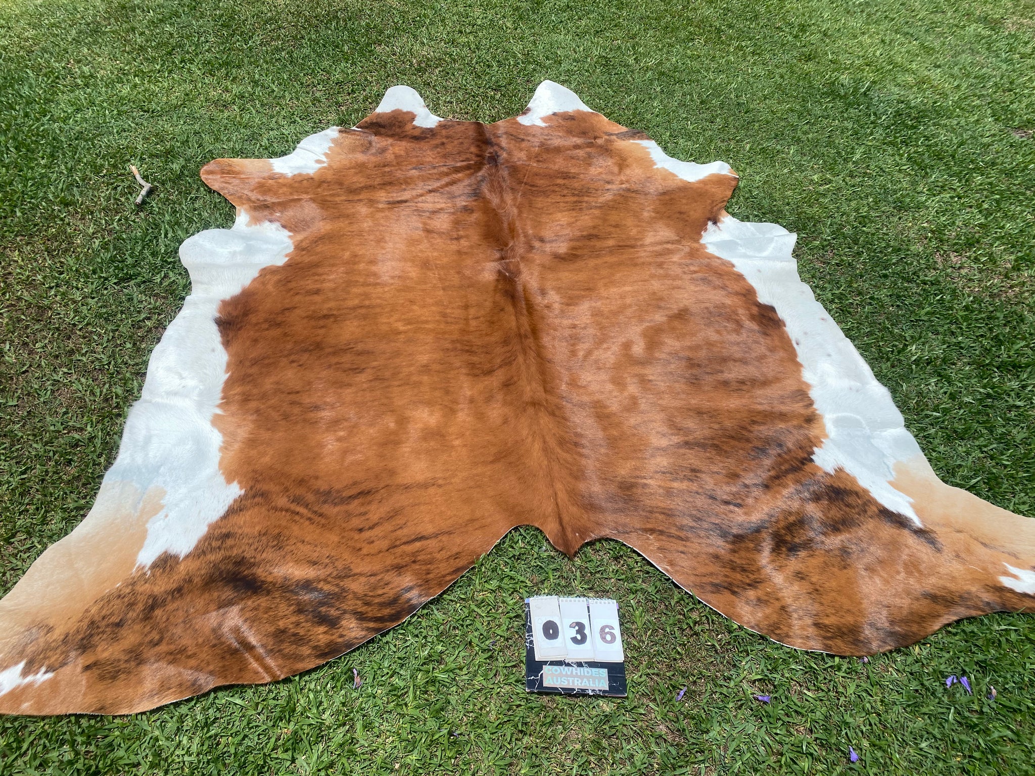 36. Brindle white belly Cowhides Cowhides Australia