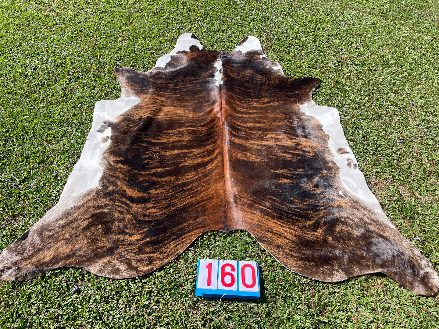 a160. Hereford White Belly Cowhide