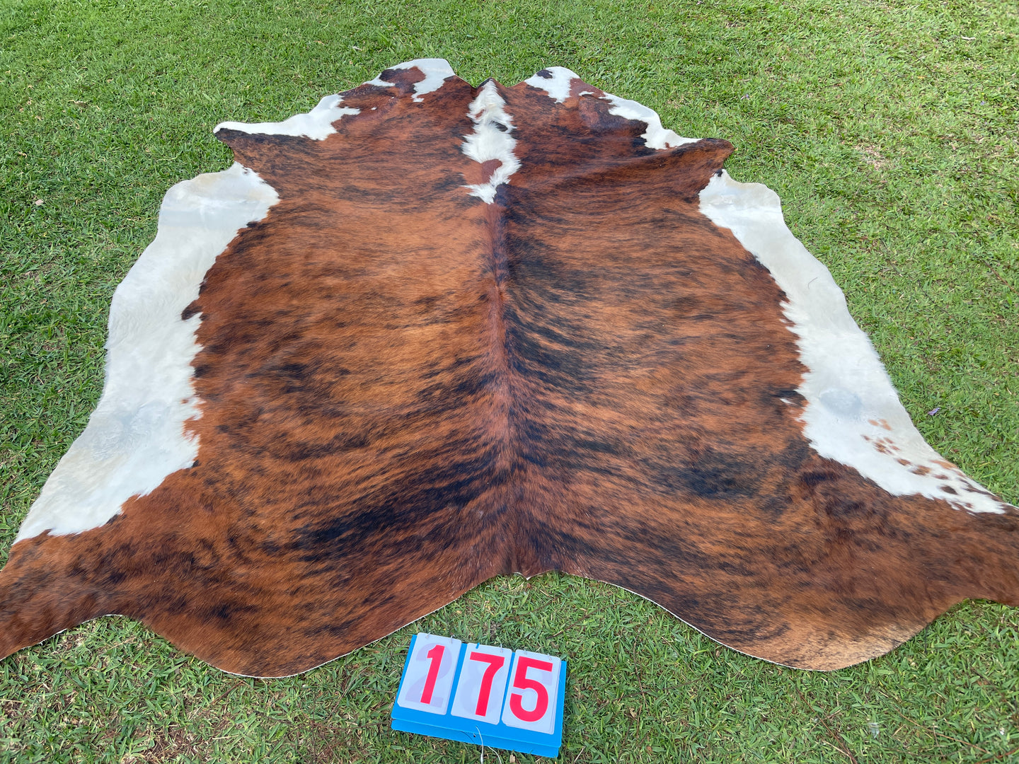 a175. Brindle Cowhide