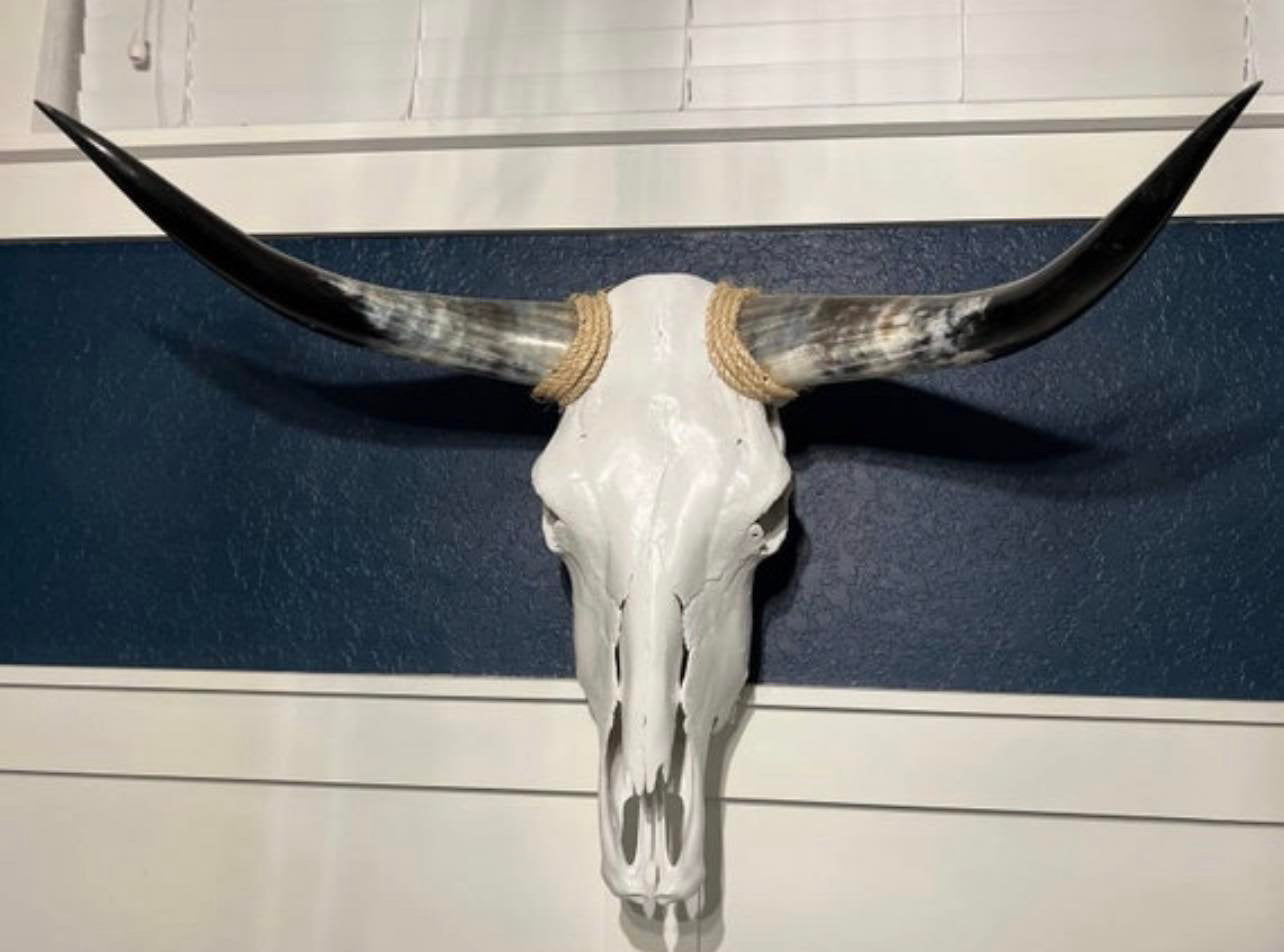 Cow skull and horns