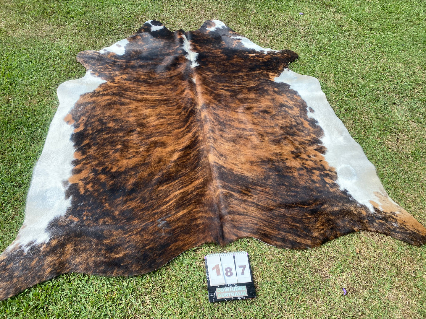 a187. Brindle white belly Cowhide Cowhides Australia